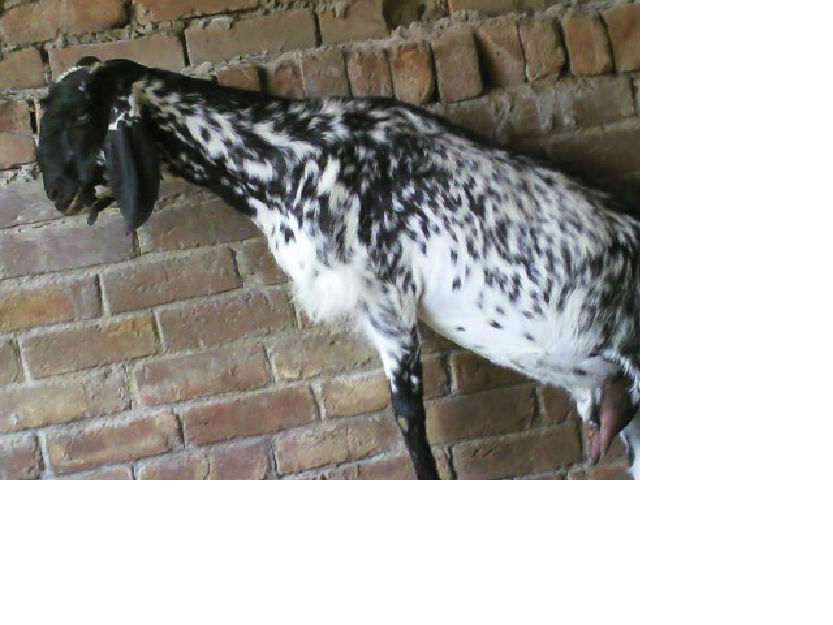 Goats for sale Lahore Rs 13,500 Pets, Animals, Birds and Pigeons