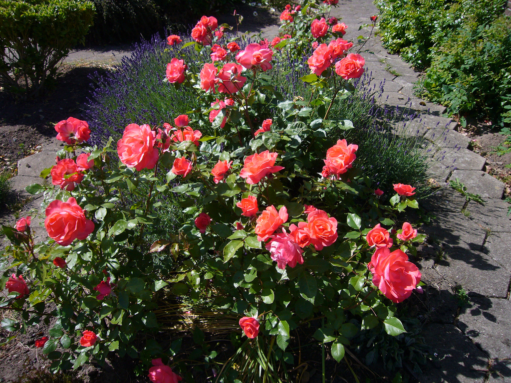 Rose Flower Garden - Flower HD Wallpapers, Images ...
