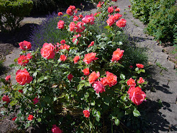 rose garden flower wallpapers mounds desktops background tattoos desktop wallpapersafari visiting updates thanks again come please