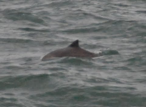 Whales in Wales: May 2011