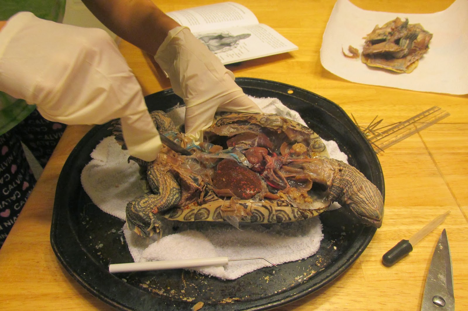 Harmon PFarms: Turtle Dissection
