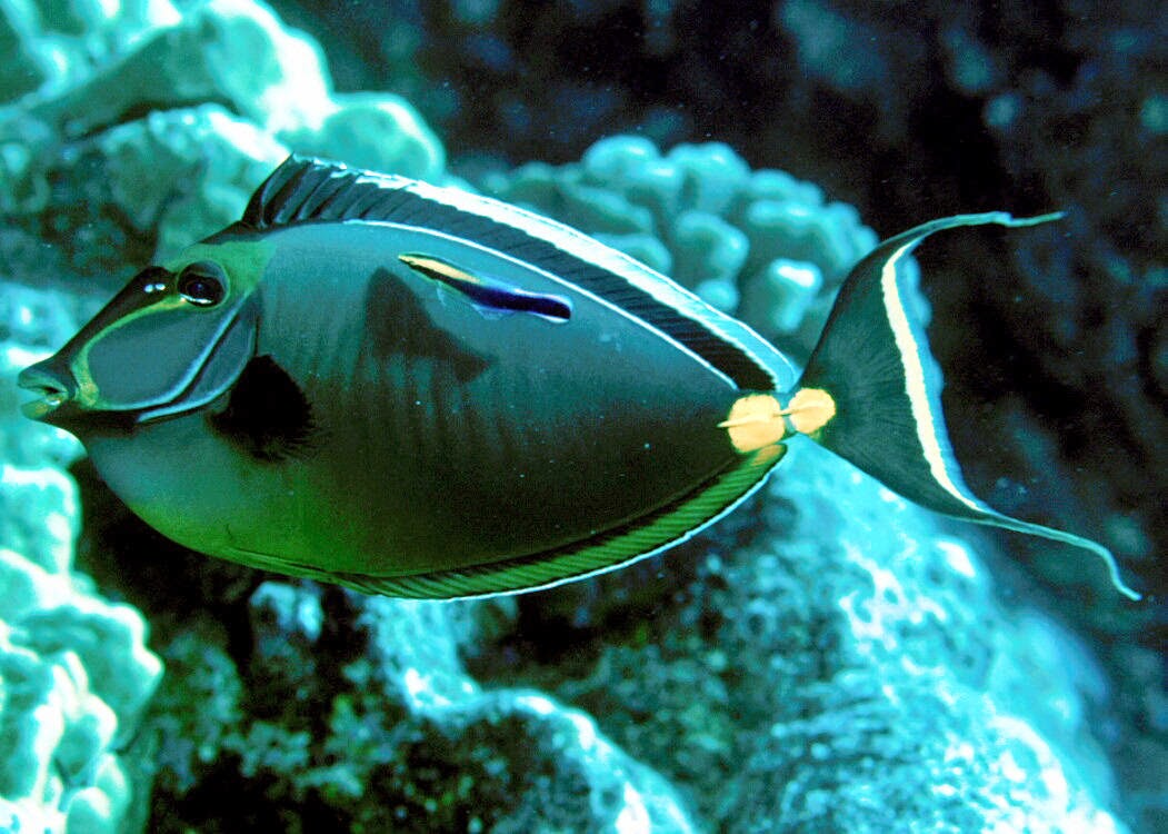 Peces y plantas ornamentales Naso lituratus Pez cirujano unicornio Peces y plantas ornamentales Naso lituratus Pez cirujano unicornio