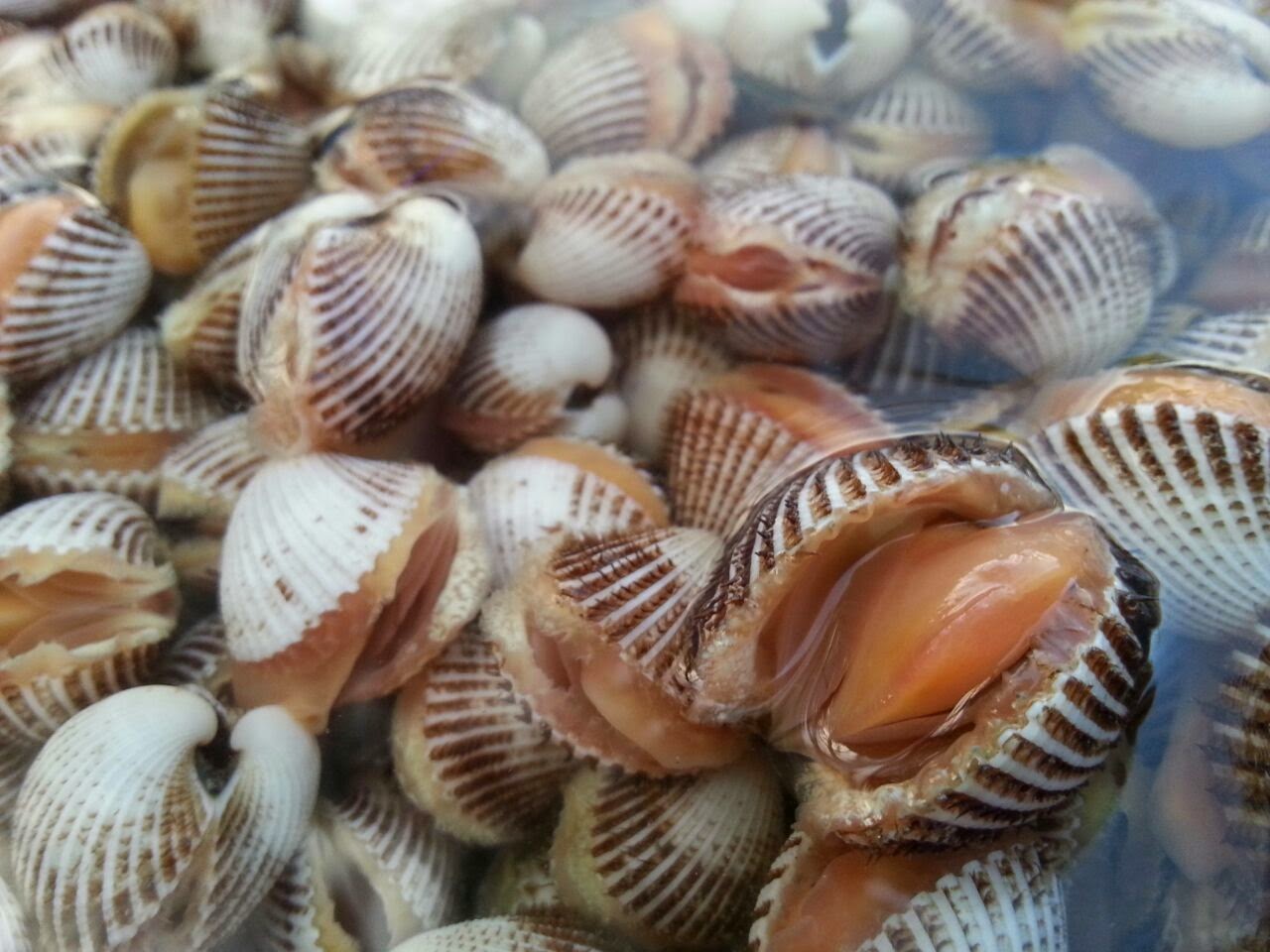 Pantai Kerang Homecare24