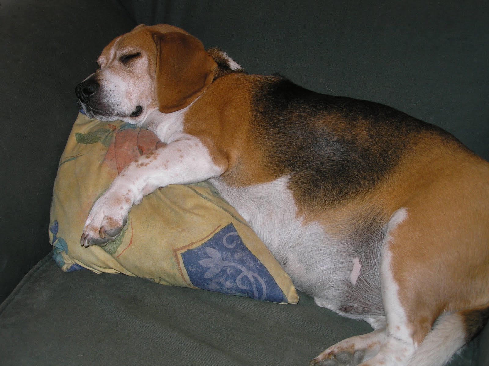 Rautis Family My Lazy Dog