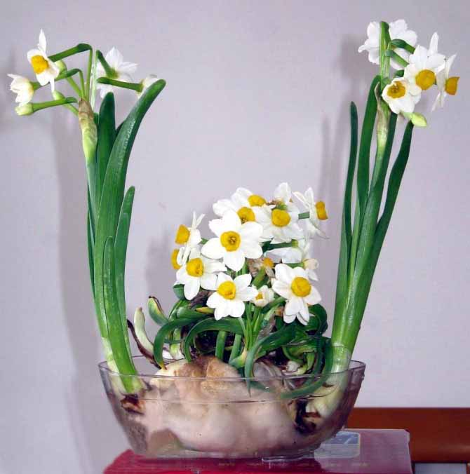 chinese narcissus bulbs