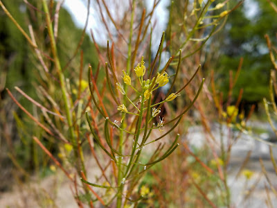 Sisymbrium sophia, Descurainia sophia, Brassicaceae