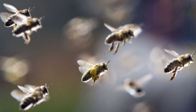 Flying insects, serangga terbang, flying bees, lebah