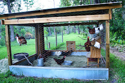 meat chicken heritage birds merging plans coop flocks making week