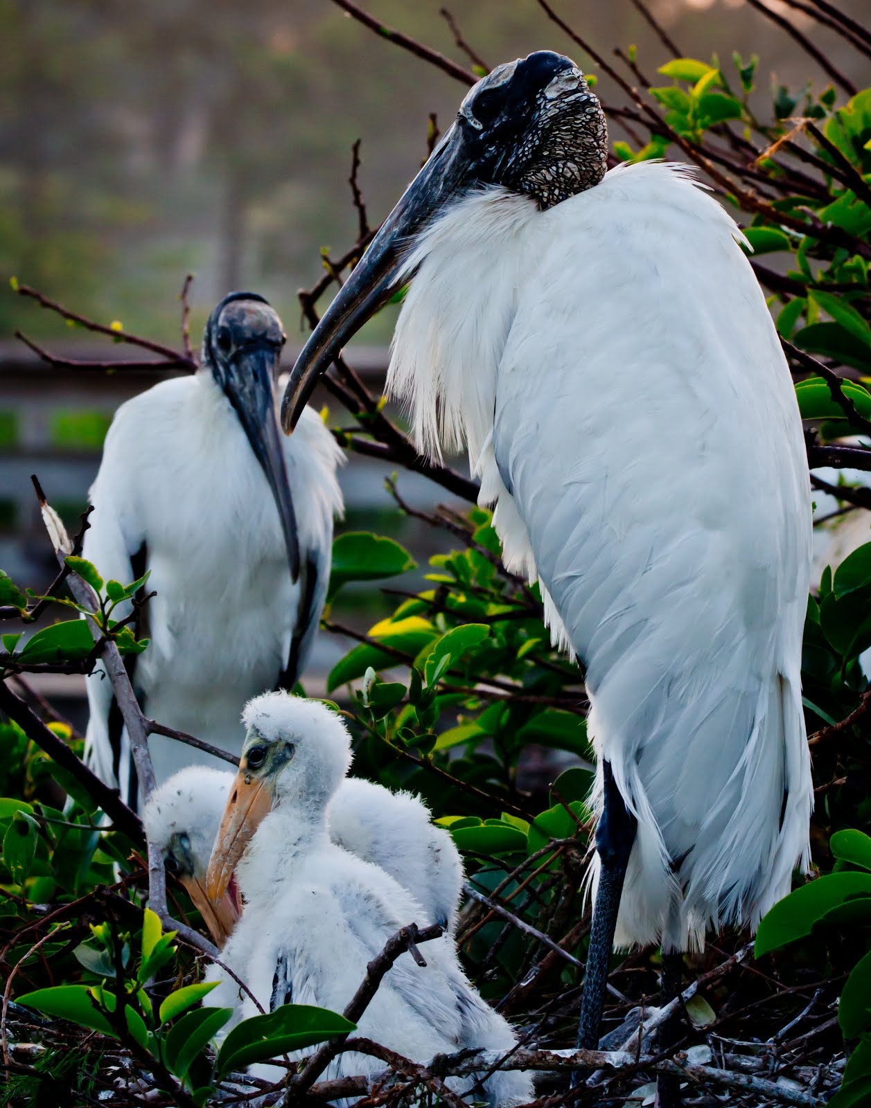 Wood Stork family