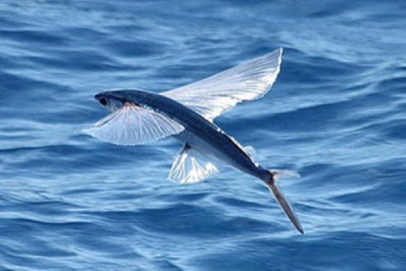 Gambar Ikan terbang ( Cypselurus sp ) bernafas dengan insang dan termasuk jenis ikan bertulang sejati