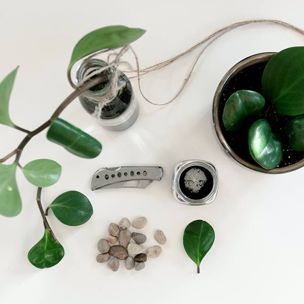 peperomia for ever.