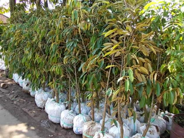 citra taman tukang taman murah tukang pohon bibit buah citra taman tukang taman murah tukang pohon bibit buah