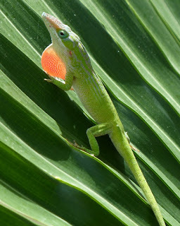 Lézard vert de Cuba Lézard vert de Cuba