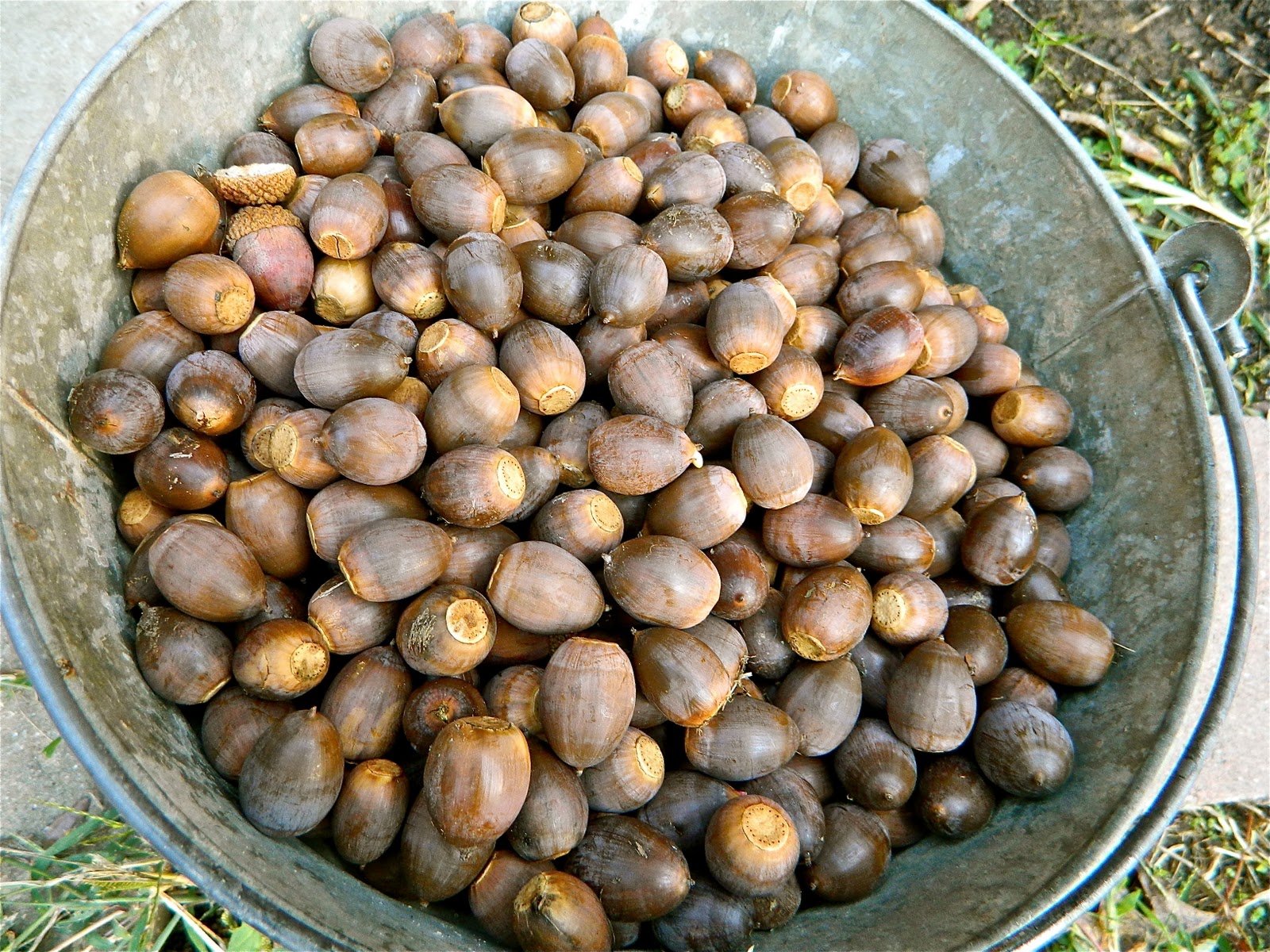 GrowingPhasesFarm Gathering Acorns to Eat