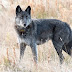 A Trophy Hunter Shot And Killed A Famous Yellowstone Wolf ‘Spitfire’