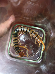 can you buy house centipedes 3