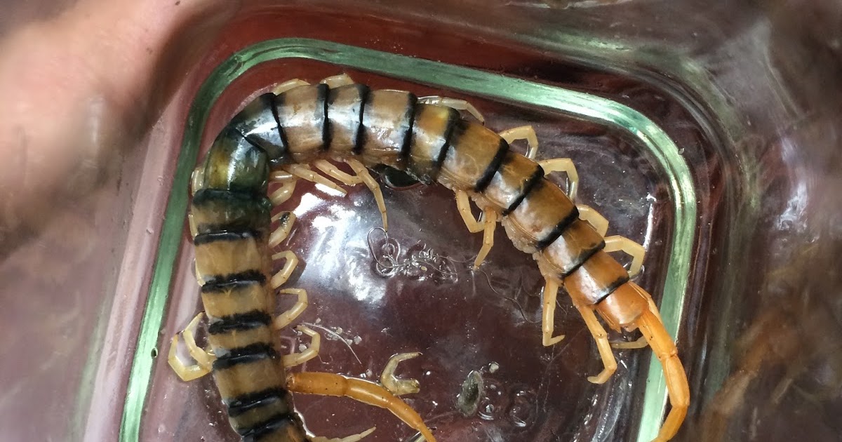 RIbI Centipede Bite