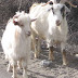 Cashmere Goat Characteristics & Farming Information