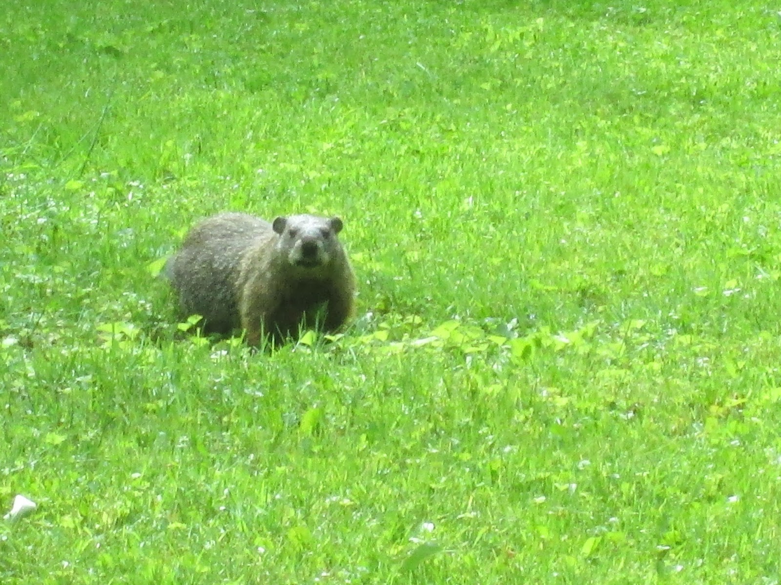 Acorn Place Animals around the yard