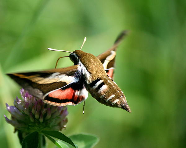 Krunn's Site: Hummingbird moth