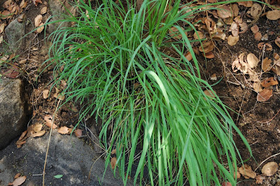 Wild lemon grass on the slopes of Nandi hills Nandi fort, nandi hills, bangalore tourism, nandi durga, bangalore hill station, bangalore forest, bangalore wilderness, chikka ballapur, incredible india, bengaluru