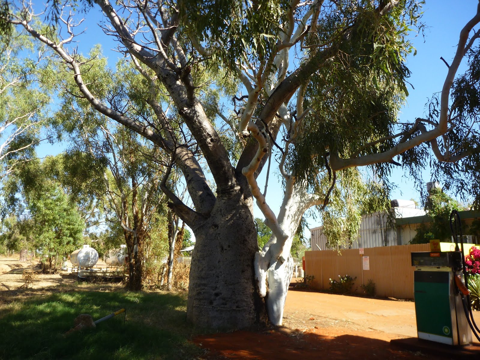 Just Keep on travelling Boab trees in Derby