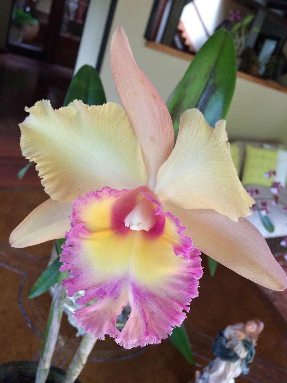 Orquídeas da Pachamama: Cattleya labiata amarela com labelo coeruleo