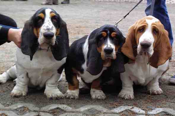 basset-hound-dog-كلب-الباست