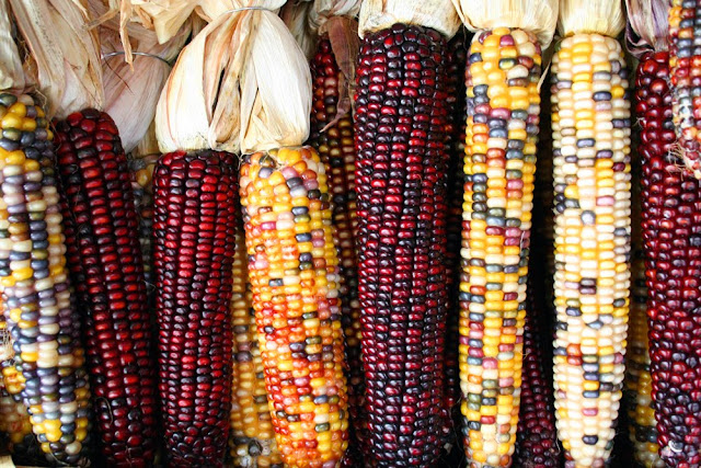 Maíz vítreo o córneo (Z.m indurata) (Flint corn)