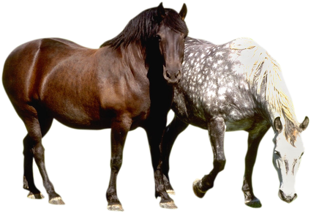 grafika-gify-kartki: Zwierzęta:Konie - Horses,png.gif