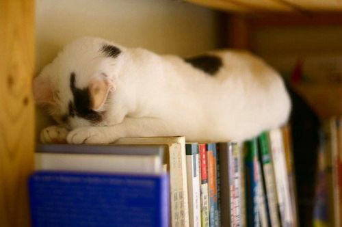 Funny Cats - Photography Pics