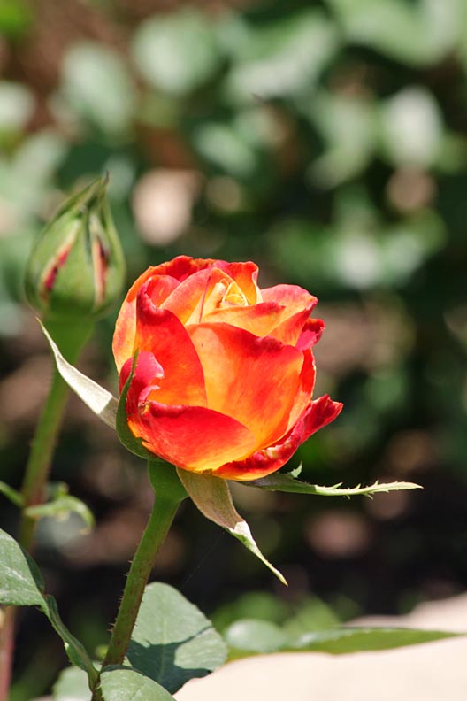 JOYFUL REFLECTIONS Individual Roses in our yard 2011Part I