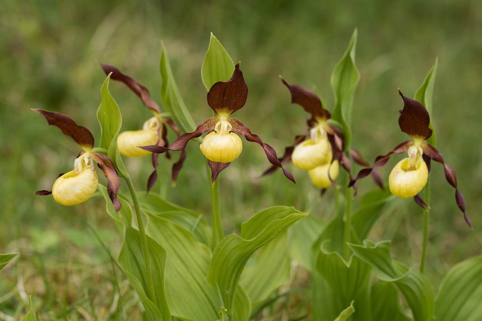 Pixie Birding Lady's Slipper Orchids at Gait Barrows NNR, Cumbria