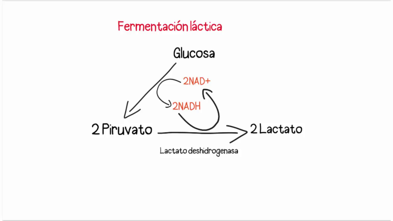 CICLO DE CORI TAMBIÉN LLAMADO 'CICLO DEL... Mind Map