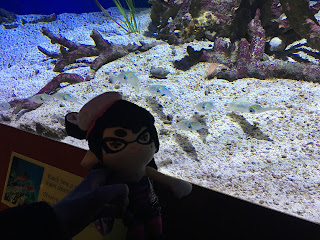 Callie Splatoon plushie Bigfin Reef Squid Exhibit Monterey Bay Aquarium