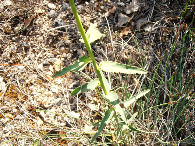 Hojas de LECHETRENZA SERRADA: Euphorbia serrata