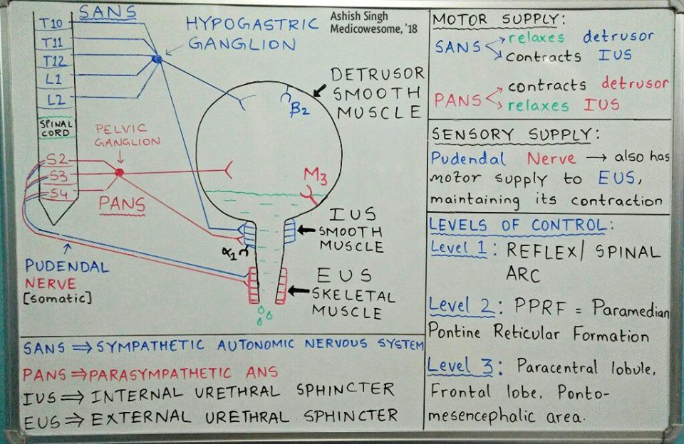 Medicowesome Urinary Bladder and Clinical Correlates