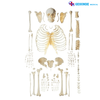 boneka manekin tulang tengkorak manusia