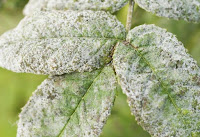 Get rid of Powdery mildew Get rid of Powdery mildew