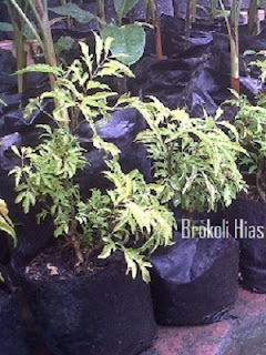 Brokoli Hias Hijau Brokoli Hias Hijau