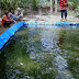Cara Budidaya Ikan Nila di Kolam Terpal Untuk Pemula Cara Budidaya Ikan Nila di Kolam Terpal Untuk Pemula