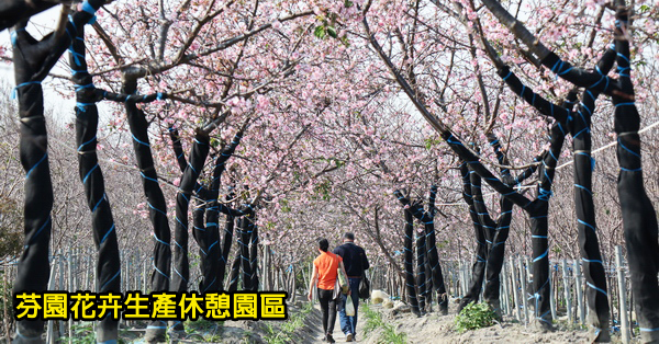 台中烏日|2019芬園花卉生產休憩園區|洲府枝垂櫻隧道|櫻花園區免費賞各種花卉 台中烏日|2019芬園花卉生產休憩園區|洲府枝垂櫻隧道|櫻花園區免費賞各種花卉