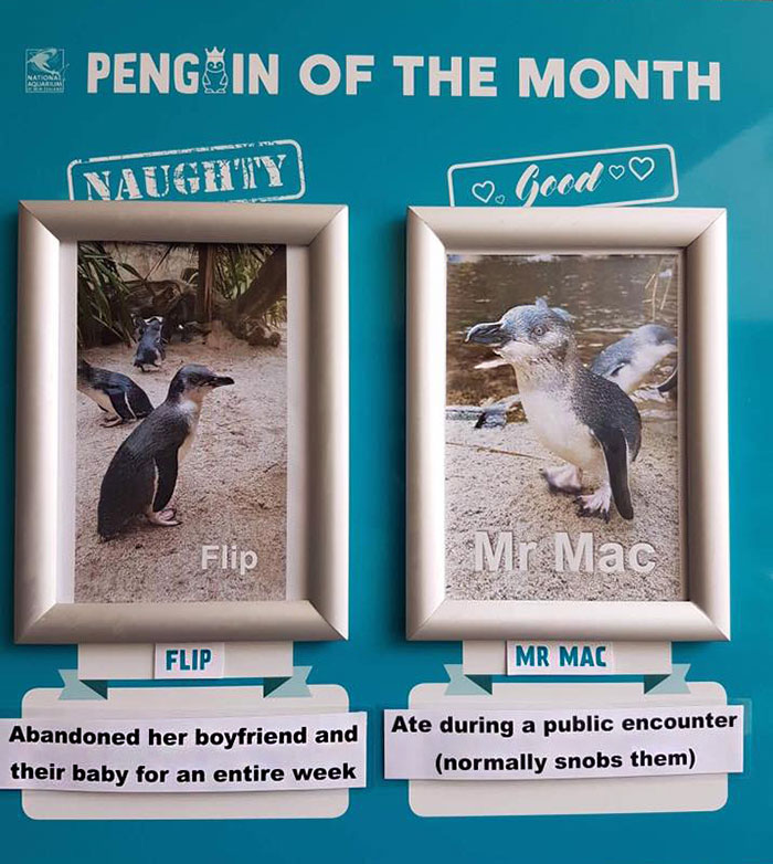 Aquarium Chooses The Naughtiest Penguin Of The Month And Shares Their 'Crime Pictures'