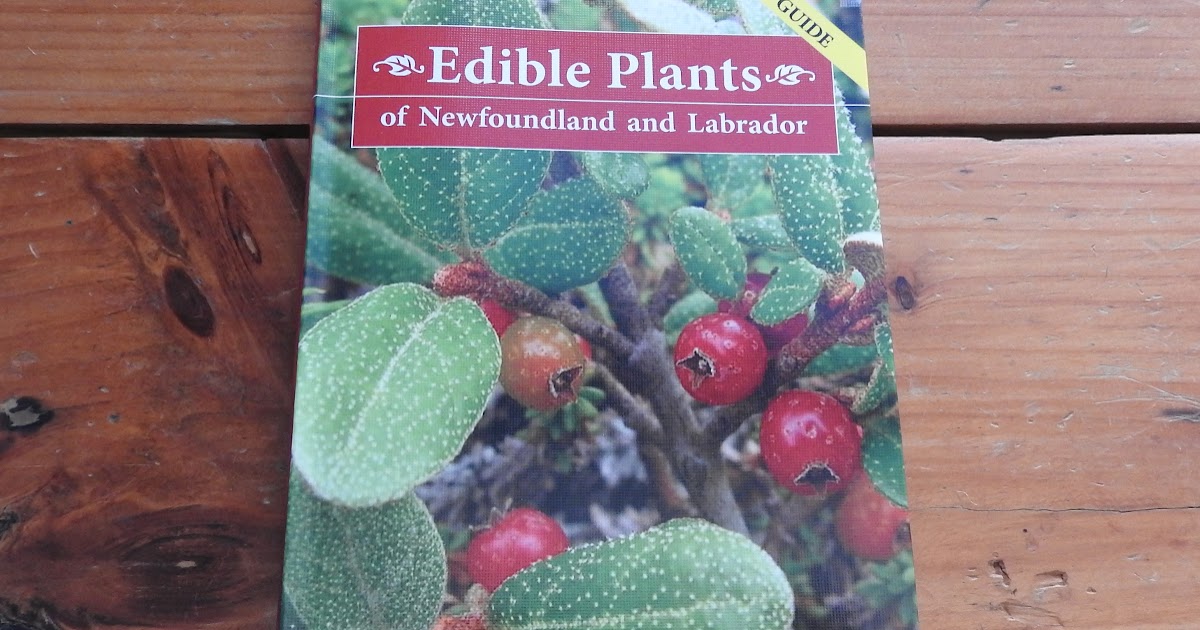 Newfoundland Tourist Information Edible Plants of Newfoundland and