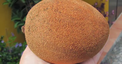 Wollflocke Mamey Sapote
