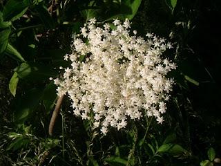 flor de sauco el sauco, sambucus nigra