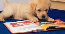 Дети читают собаке. Умная собака. Собака читает. Фотографии умных собак. Умные собаки фото.