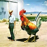 chicken largest biggest worlds record breed poultry sully sullens developed grant point california usa west