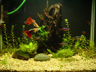 Cara Merawat Ikan Guppy Istana Aquarium