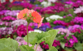 Poison Primrose